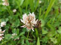 Bio diversité de Graines de nature.